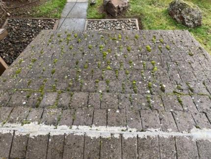 Mossy roof before cleaning. 