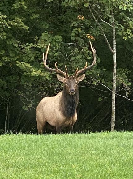 Large bull Roosevelt elk standing in a green field