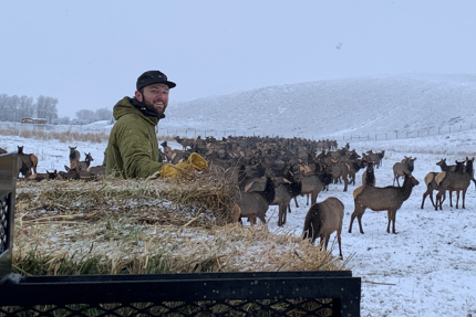 L.T Murray Wildlife Area Manager Morrison feeding elk at the Joe Watt feeding site.