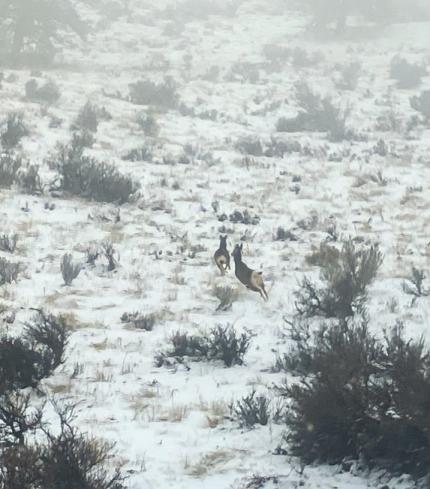 Mule deer viewed from the helicopter during aerial surveys. 