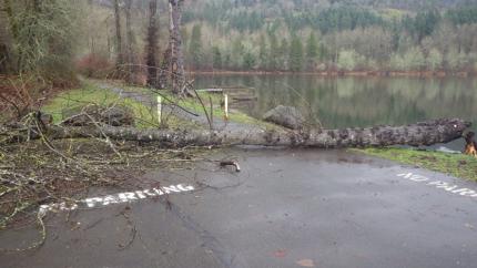 Fallen trees at Kress Lake Access Area.