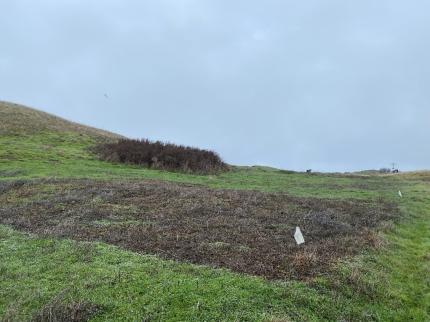    Area treated for invasive weeds on Protection Island. 