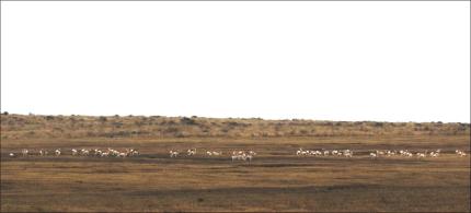   Pronghorn Antelope – Winter group of 44 pronghorn. Central Douglas County. 