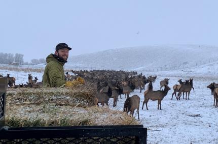 Wildlife Area Manager Morrison feeding elk.