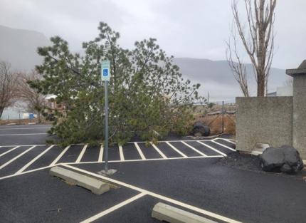 A fallen tree on a parking lot