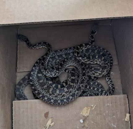 Gopher snakes in a box