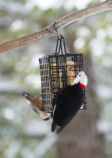 White-headed woodpecker and pygmy nuthatch eating from a suet feeder