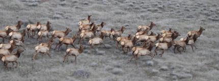 A herd of elk