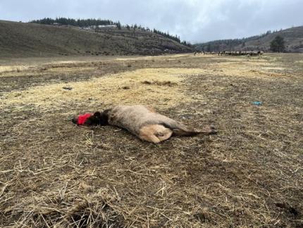 An immobilized cow elk at a winter feeding site.