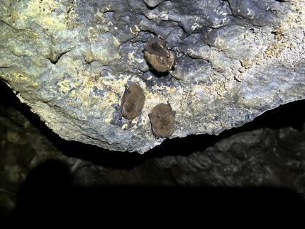 Three Townsend’s big-eared bats hibernating in a lava tube cave.