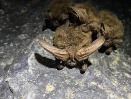 Townsend’s big-eared bat showing off its big ears.