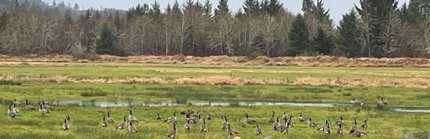  Western Canada geese grazing in Wahkiakum County.  