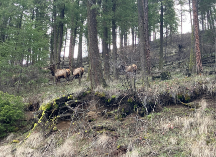 A band of bull elk