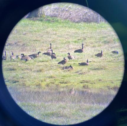 A flock of dusky Canada geese, including an individual with a collar in the center.