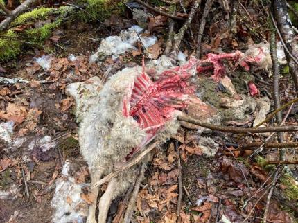 Sheep killed by coyotes.
