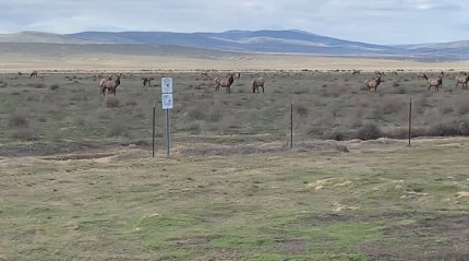 Large numbers of Hanford elk along Highway 240.