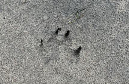 Reported “Bear” track in the sand that wasn't actually from a Bear. 