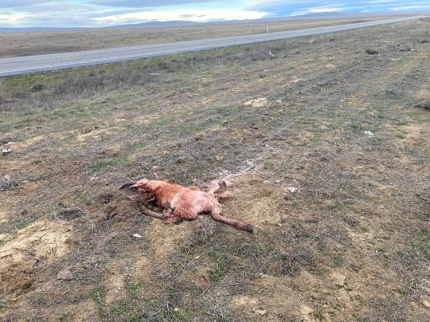 Deceased and scavenged on pronghorn along Highway 221.