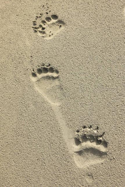 Stock photo of black bear tracks in the sand. Notice all five toe prints are visible on both the hind print.