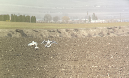 Swans in a plowed corn field