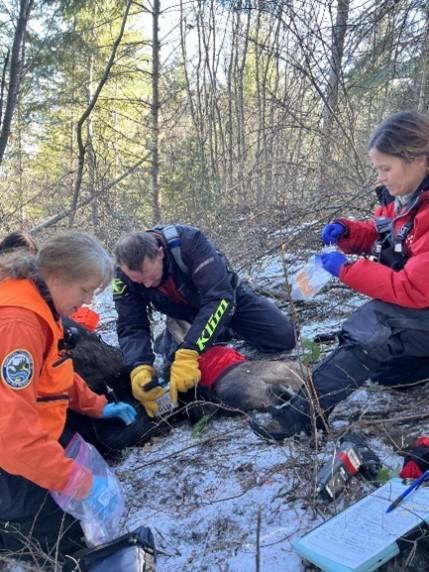 WDFW staff members attaching GPS collars onto a moose