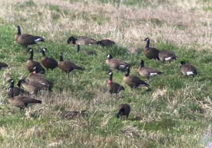 Two red collars within a flock of dusky geese.