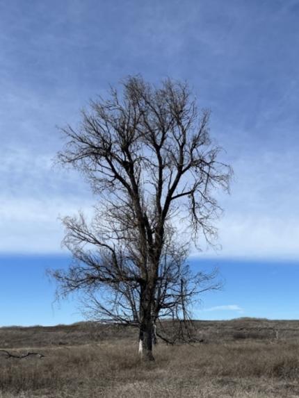 A gnarled cottonwood tree provides excellent roosting and nesting structure for avian predators.