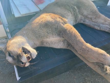 Cougar killed by a hunter.