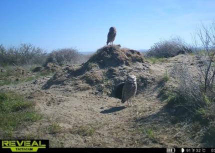 A pair of burrowing owls on top of a burrow