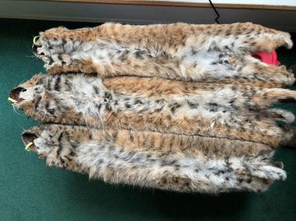 Three bobcat pelts with CITES tags attached. 