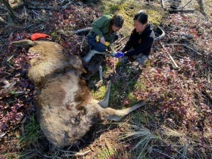 Using a multi-tool to remove PVC fitting from immobilized moose calf.