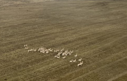 Pronghorn antelope in a field