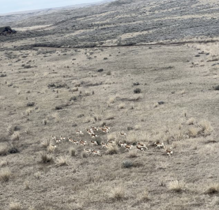 Pronghorn seen from a helicopter