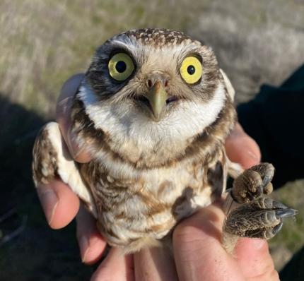 Burrowing owl recaptured.
