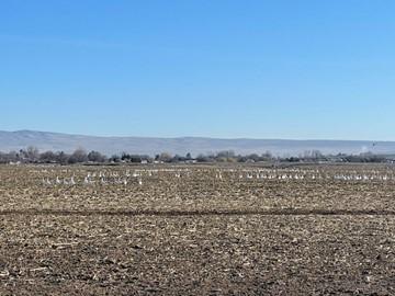 Snow geese in a field