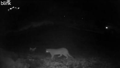 Cougar captured on home security camera near a residence.