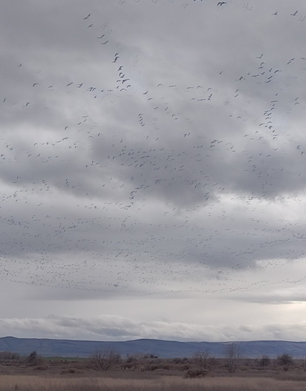 A flock of snow geese flying