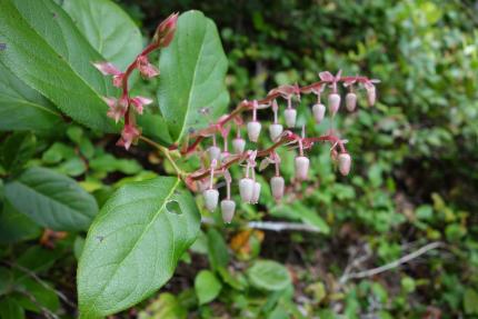 Native salal plant with flowers.