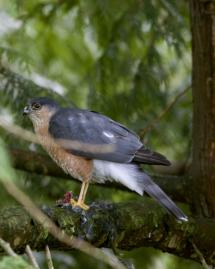 A Coopers hawk on a tree branch