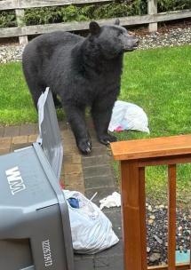 A black bear in someone's back yard, standing near torn-open garbage bags and a grey garbage can that has been knocked over